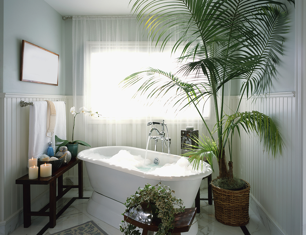 Beginner-Friendly English Ivy Bright bathroom with a white bath tub, large palm plant, and English Ivy plant.