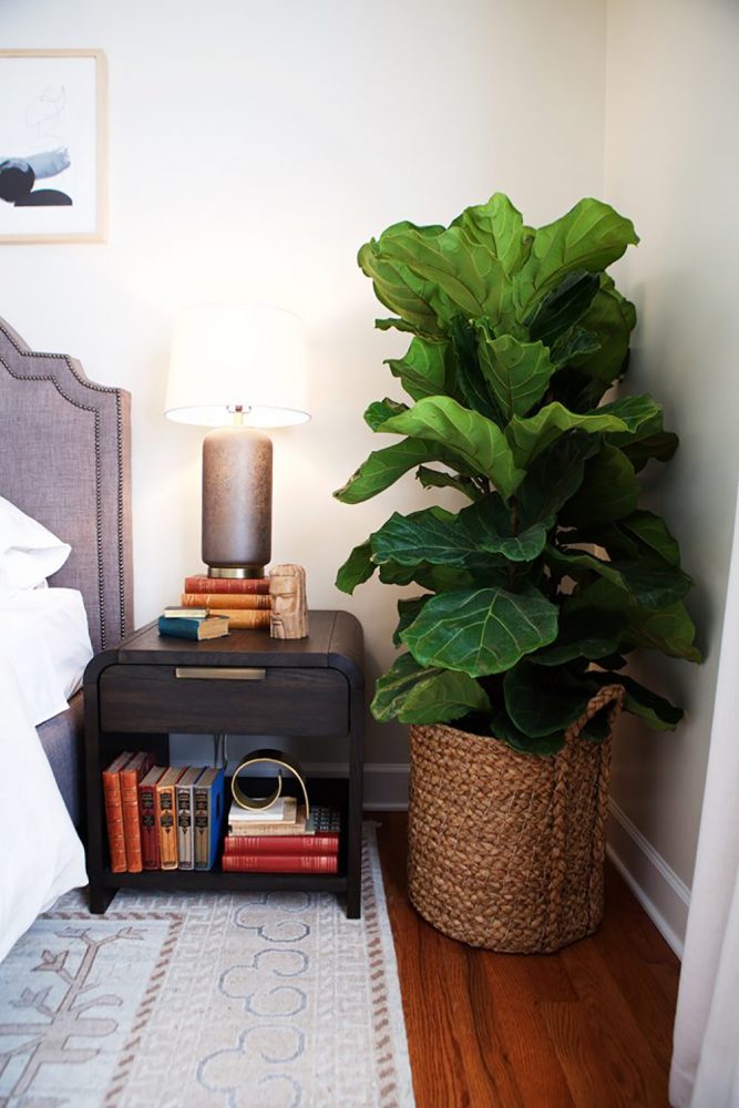 Fiddle-Leaf Figs Love Humidity Tall, leafy fiddle leaf fig bush in a basket beside a wooden end table.