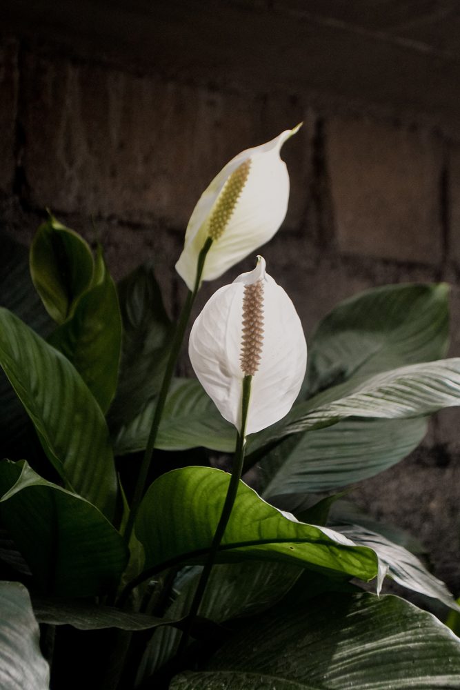 Peace Lilies Love Moisture and Humidity Closeup of peace lily, with dark green leaves and elegant white flowers.