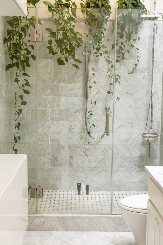 Pothos Make the Best House Plants A tiled shower with a clear glass door. On a shelf in the shower sit four pothos plants with vines trailing down.