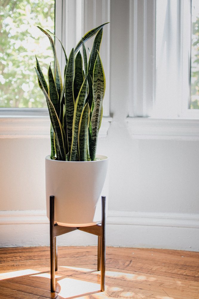 Snake Plants to Tolerate Many Conditions Snake plant in a white pot with a wooden stand in front of a window.
