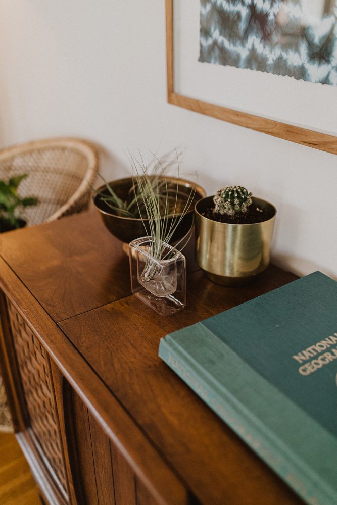 Air Plants Absorb Moisture Through Their Leaves Air plant in a glass jar on a wooden table. Beside the air plant is a cactus in a gold pot.