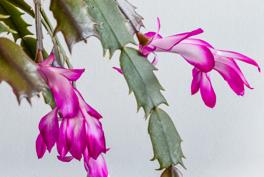16. Remove Scale Christmas cactus