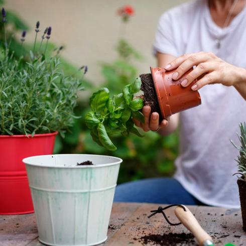 Replant an Overwatered Plant Replanting a plant
