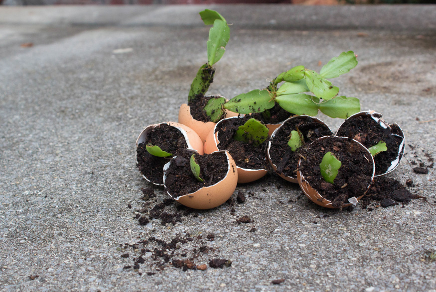 18. Repot After Blooming Transplanting Christmas cactus