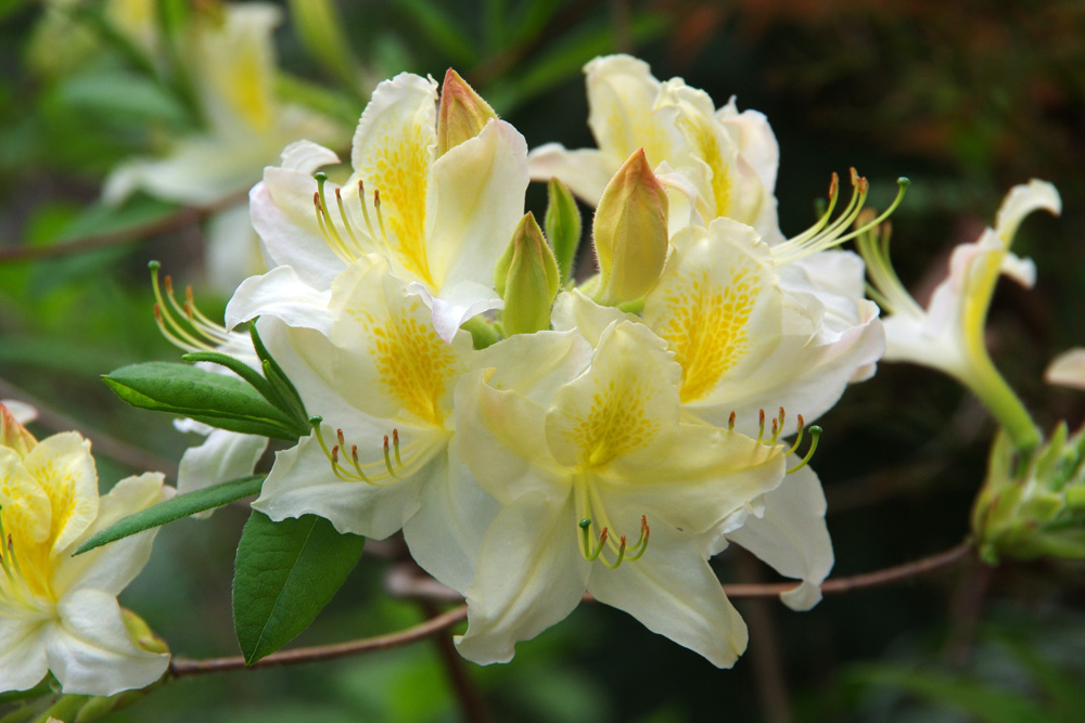 Rhododendron (Rhododendron spp.) Rhododendron