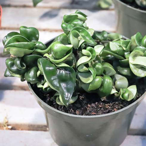 Rope Hoya Closeup of a rope hoya plant in a green pot