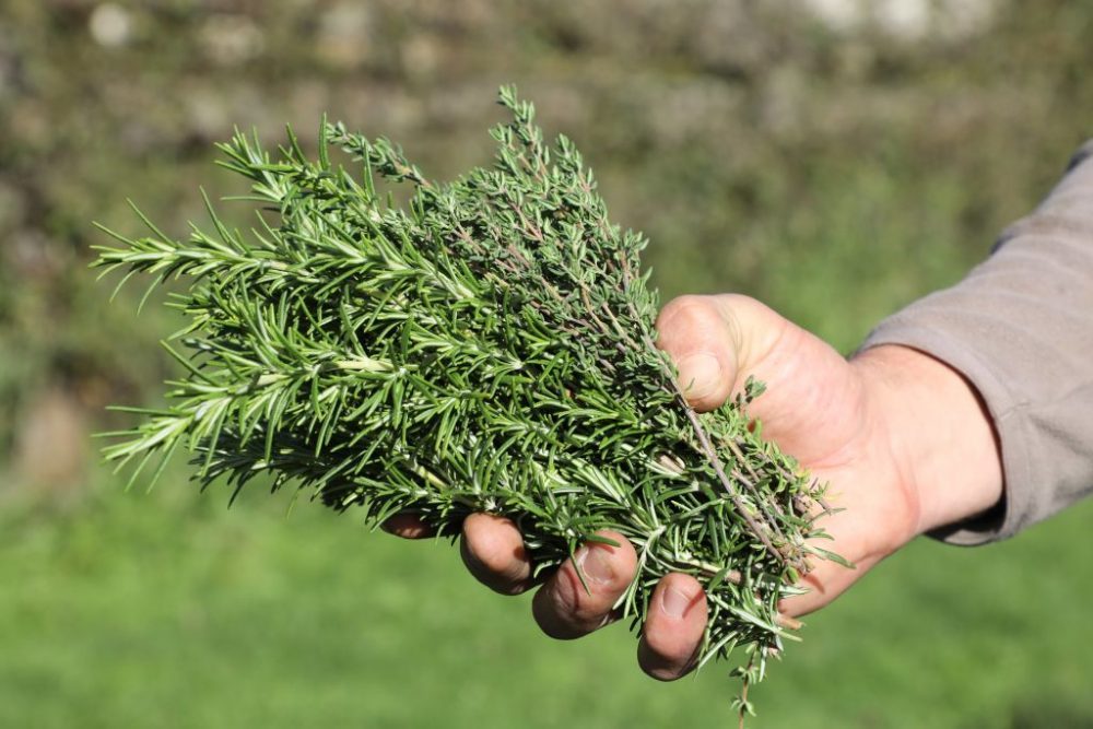Rosemary Close up of a person holding a handful of rosemary