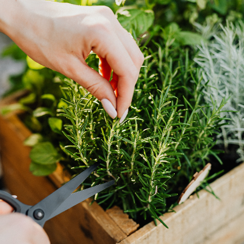 Rosemary A woman's hand is seen taking a cutting of rosemary from a wooden planter