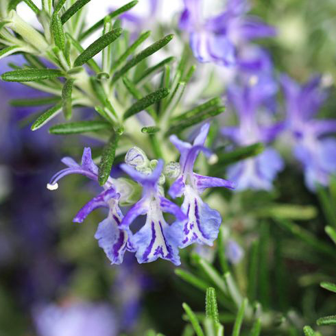 Rosemary (Rosmarinus officinalis) Rosemary (Rosmarinus officinalis)