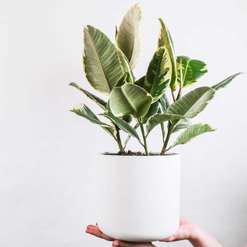 Rubber Plant Rubber plant in a white pot being held up by a hand