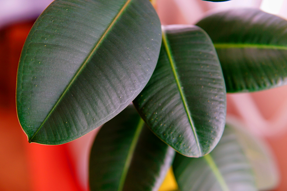 Rubber Plant (Ficus Elastica) Rubber Plant
