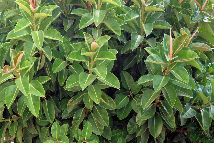 18. Rubber Plant Rubber Plant