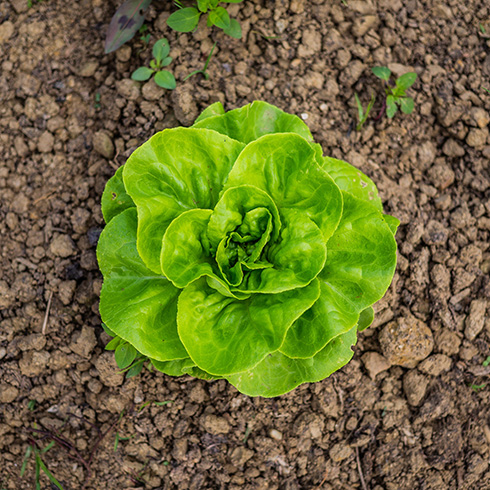 Saskatchewan Overhead view of a head of lettuce growing in a garden