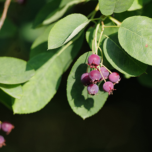 Saskatchewan Closeup of red-burgundy saskatoon berries on a tree.