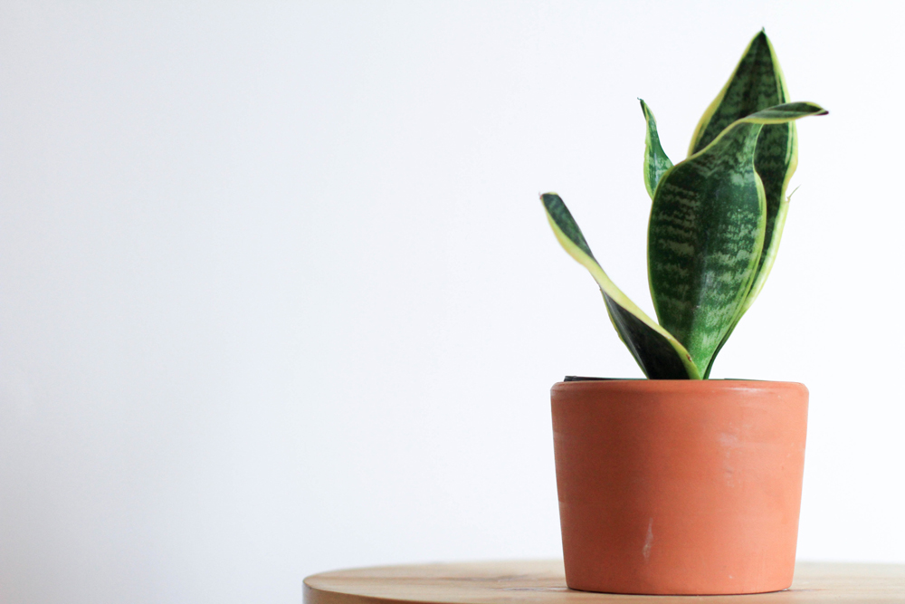 Snake Plant Snake sansevieria, Viper's bowstring hemp
