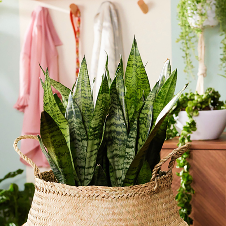 Any Variety of Snake Plant Snake plant in a basket