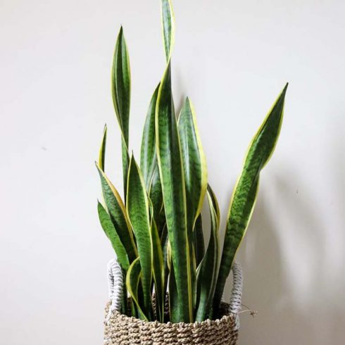 Snake Plant snake plant in basket against a white wall