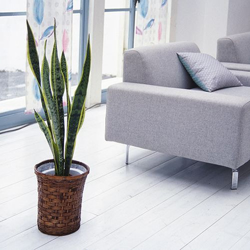 7. Snake Plant (Sansevieria Trifasciata) Snake Plant (Sansevieria Trifasciata)