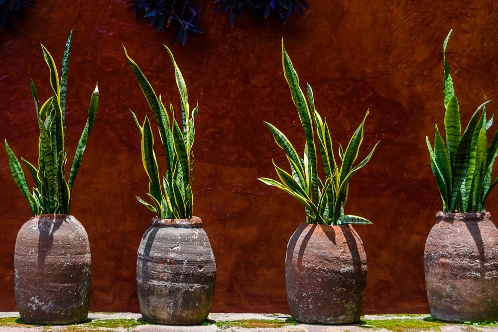 Snake Plant (Sansevieria Trifasciata) Snake Plant
