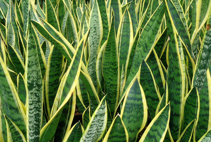 4. Snake Plant Snake Plant