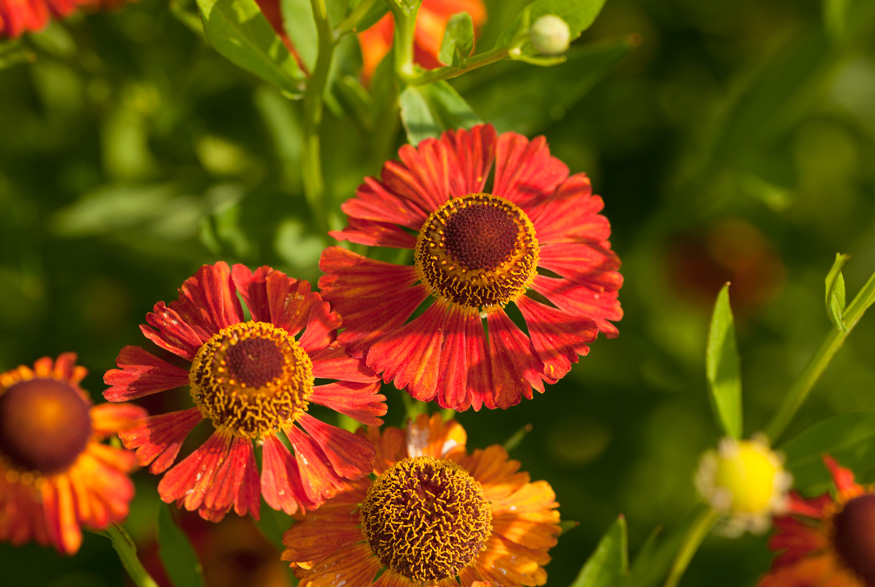 Sneezeweed (Helenium autumnale) Sneezeweed (Helenium autumnale)