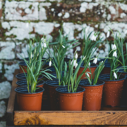 Snowdrops Canadian plants: Pots of snowdrops plant on a wooden table
