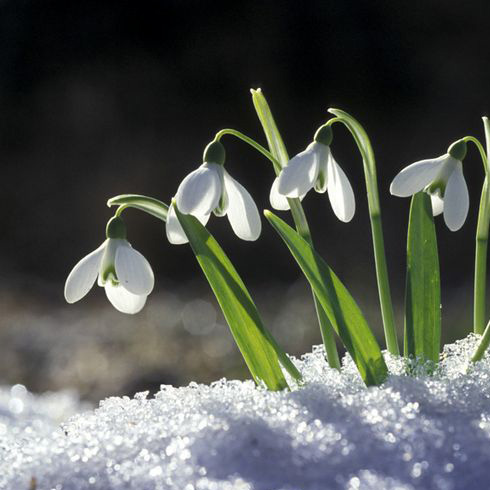 Snowdrops (Galanthus nivalis) Snowdrops (Galanthus nivalis)