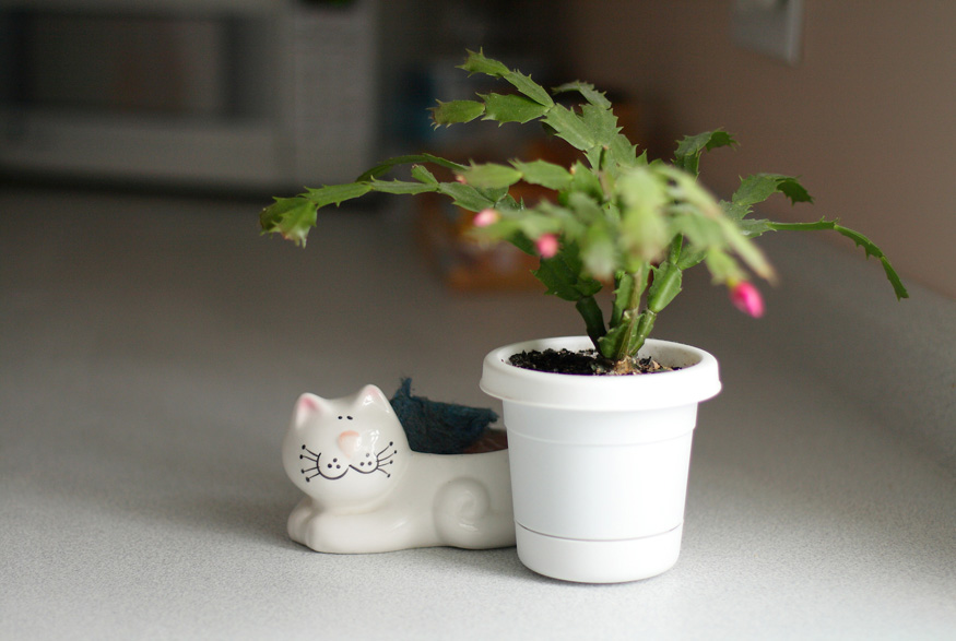 2. Plant it in a Snug Pot Snug pot