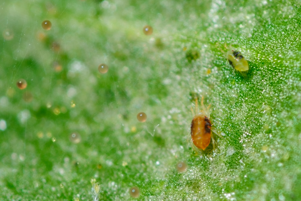 14. Prevent Spider Mites red spider mite on a plant