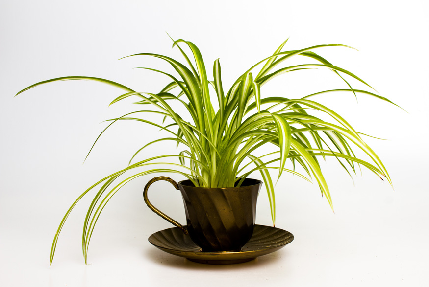 Spider Plant (Chlorophytum comosum) Spider Plant (Chlorophytum comosum)