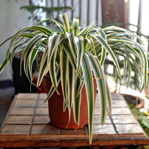 Spider Plant Spider plant on a wooden table on a balcony.