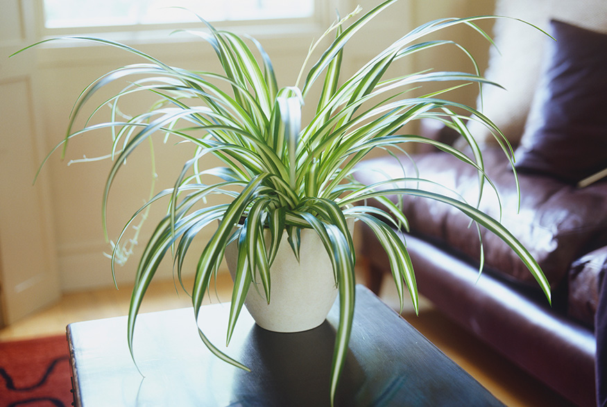 13. Spider Plant (Chlorophytum Comosum) Spider Plant