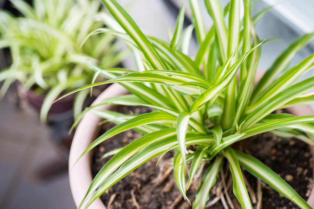 Spider Plant (Clorophytum Comosum) Spider Plant