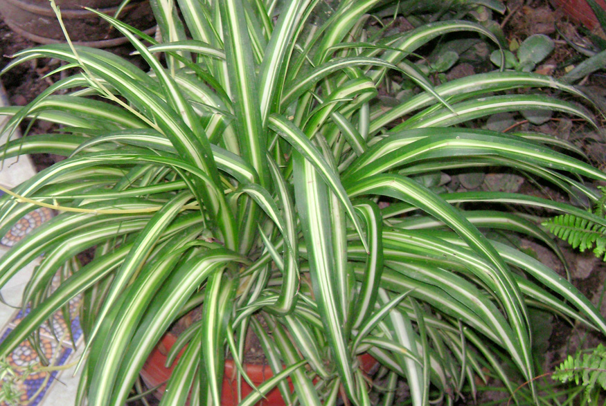 16. Spider Plant Spider Plant