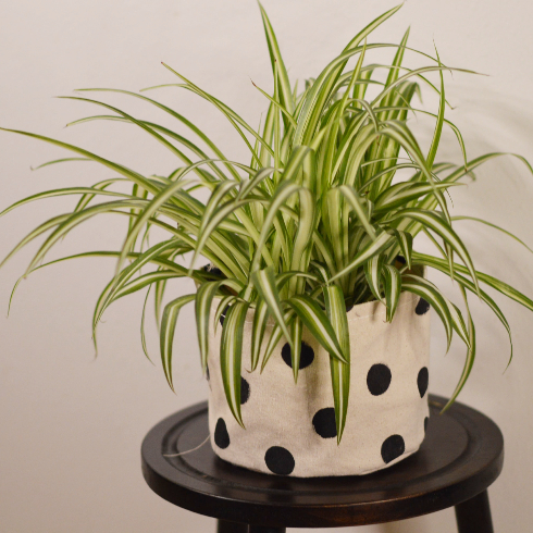Spider Plant A spider plant in a black and white polka dotted planter