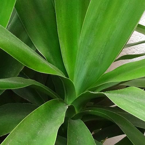 19. Spineless Yucca (Yucca Gigantea) Spineless Yucca (Yucca Gigantea)