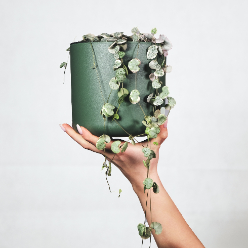 String of Hearts Female hand holding up a potted string of hearts plant