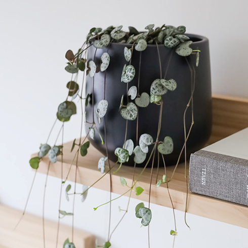 String of Hearts Small string of hearts plant in a matte black pot on a light wood shelf.