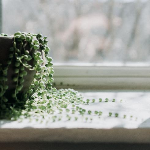 String of Pearls A string of pearls potted plant sitting on a windowsill