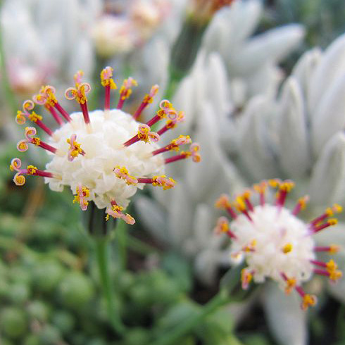 String-of-Pearls (Senecio rowleyanus) String-of-Pearls (Senecio rowleyanus)