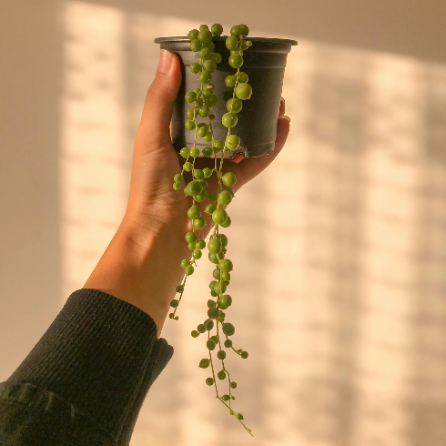 String of Pearls A hand holds up a potted string of pearls succulent plant