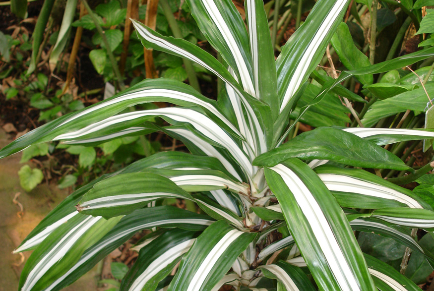 13. Striped Dracaena Striped Dracaena