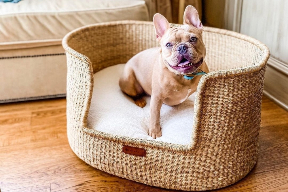 Boho A smiling French bulldog on a rattan dog bed