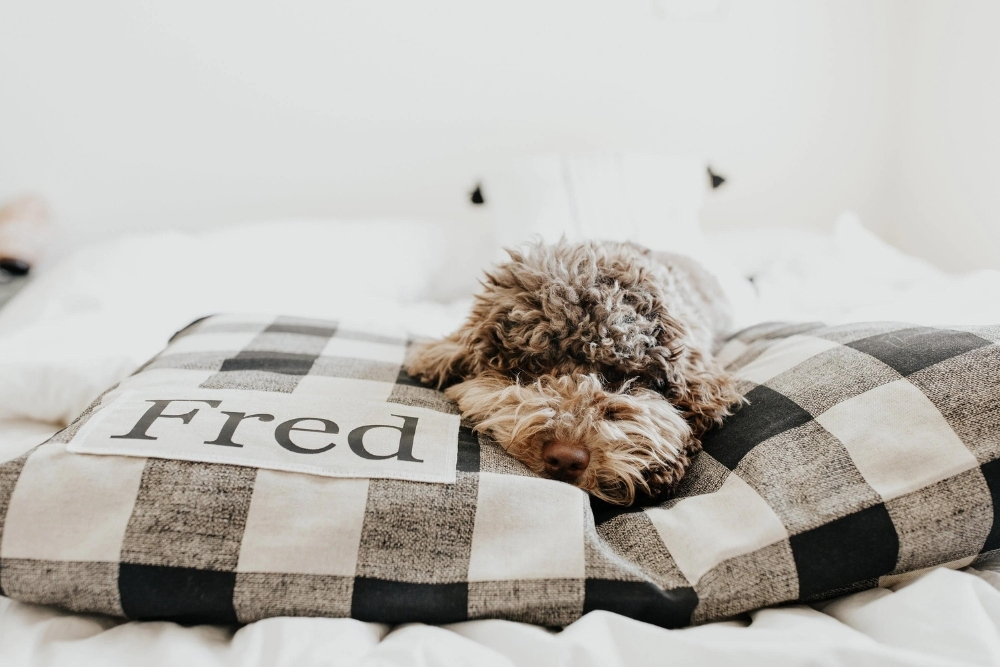 Modern Farmhouse A sleeping brown doodle on top of a tan and black and white checkered dog bed.