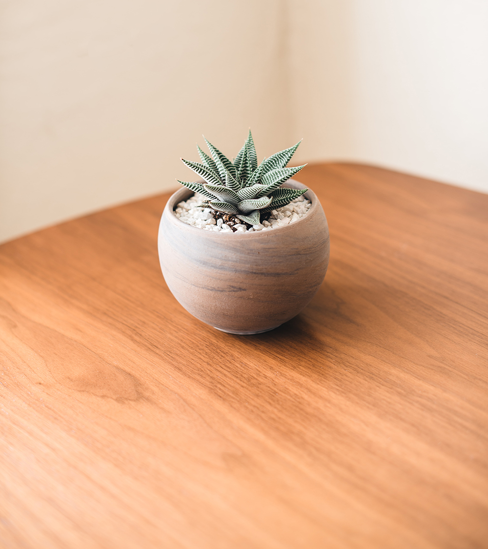 Decorative Gravel Prevents Unwanted Digging Small potted succulent with decorative gravel top dressing on a wood grain table