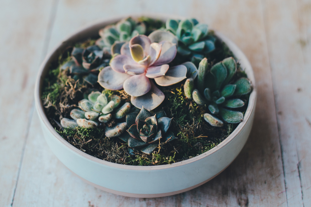 Succulents Top-down shot of succulent plants in a pot