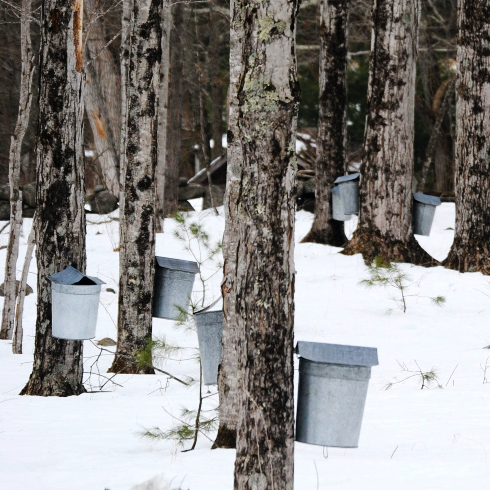 Sugar Maple Canadian plants: Sugar maple trees with metal buckets for sap collection on a snowy day