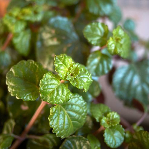 8. Swedish Ivy (Plectranthus Verticillatus) Plectranthus verticillatus close up