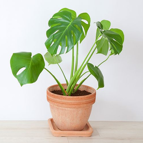 14. Swiss Cheese Plant (Monstera Deliciosa) Swiss Cheese Plant (Monstera Deliciosa)